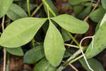 Apalachicola wild indigo